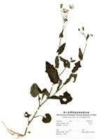 藏品(紫背草)的圖片